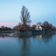 Der Baum an der Isar