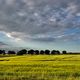 Fields of Gold