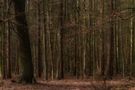 Der Wald voller Bäume by Mara Faber 