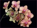 Orchidées Phalaenopsis - Phalaenopsis Orchideen de Jifasch32 