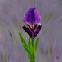 iris sauvage de jean-jack