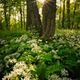 Abendsonne im Brlauchwald