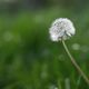 Pusteblume