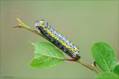 Giovane larva di Diloba caeruleocephala von Sergio Storai
