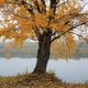 Herbstspaziergang auf der Donauinsel Wien