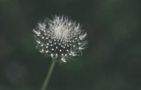 Pusteblume   von GudrunS