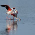 5_Flamingo Yoga, Dienstag Spiegeltag