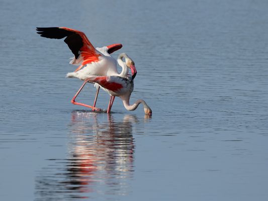 5_Flamingo Yoga, Dienstag Spiegeltag