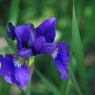 5_Iris-sibirica_Freundschaftsinsel_JHG