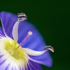 5mm Blume