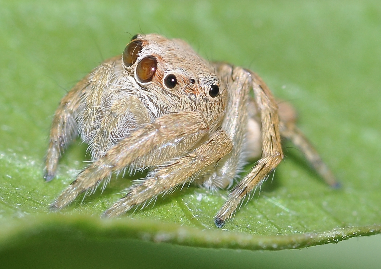 5mm Springspinne in the philippines