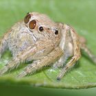 5mm Springspinne in the philippines