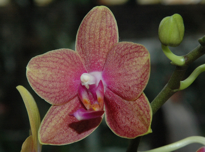 5te Phalaenopsis