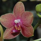 5te Phalaenopsis