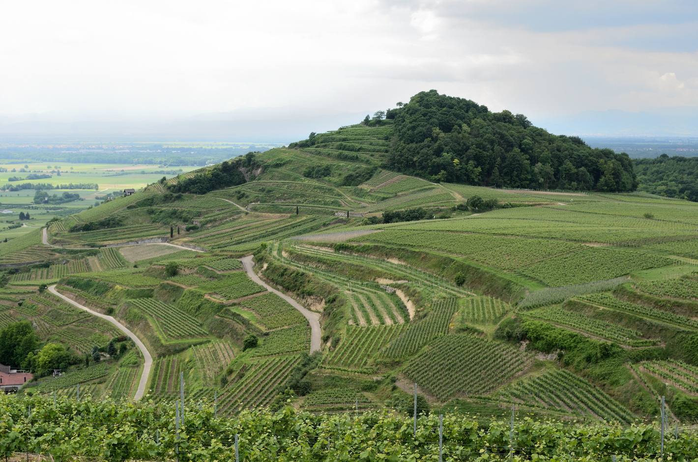 5_Weinberge, Vineyards, Pico del Vino