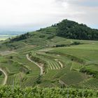 5_Weinberge, Vineyards, Pico del Vino