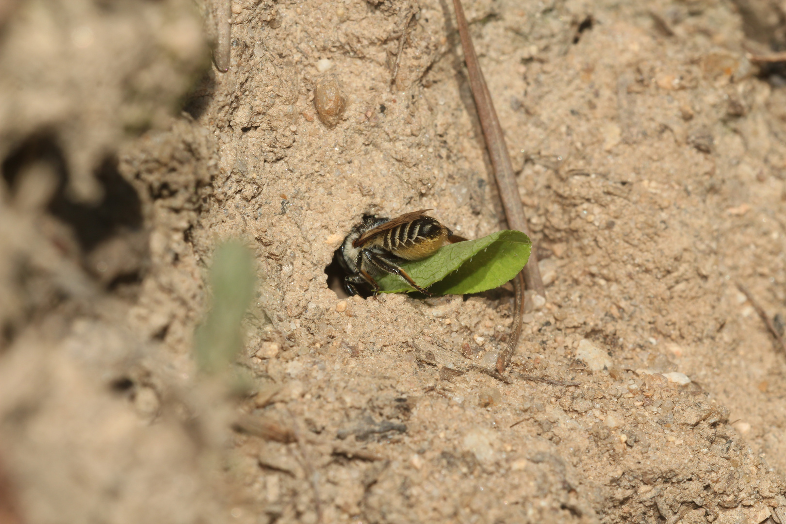 (6) Alte Bekannte: Megachile pilidens und Coelioxys afra