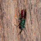 (6) Ancistrocerus nigricornis und Chrysis ignita - Lehmwespe mit Goldwespen-Parasit