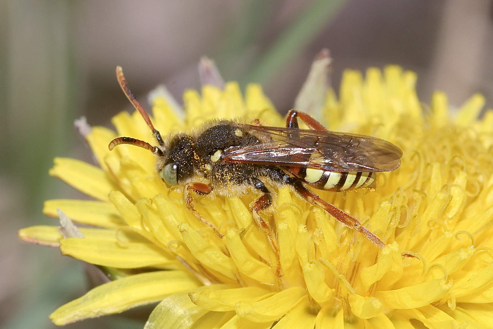 (6) Andrena flavipes, die Gemeine Erdbiene ...