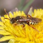 (6) Andrena flavipes, die Gemeine Erdbiene ...