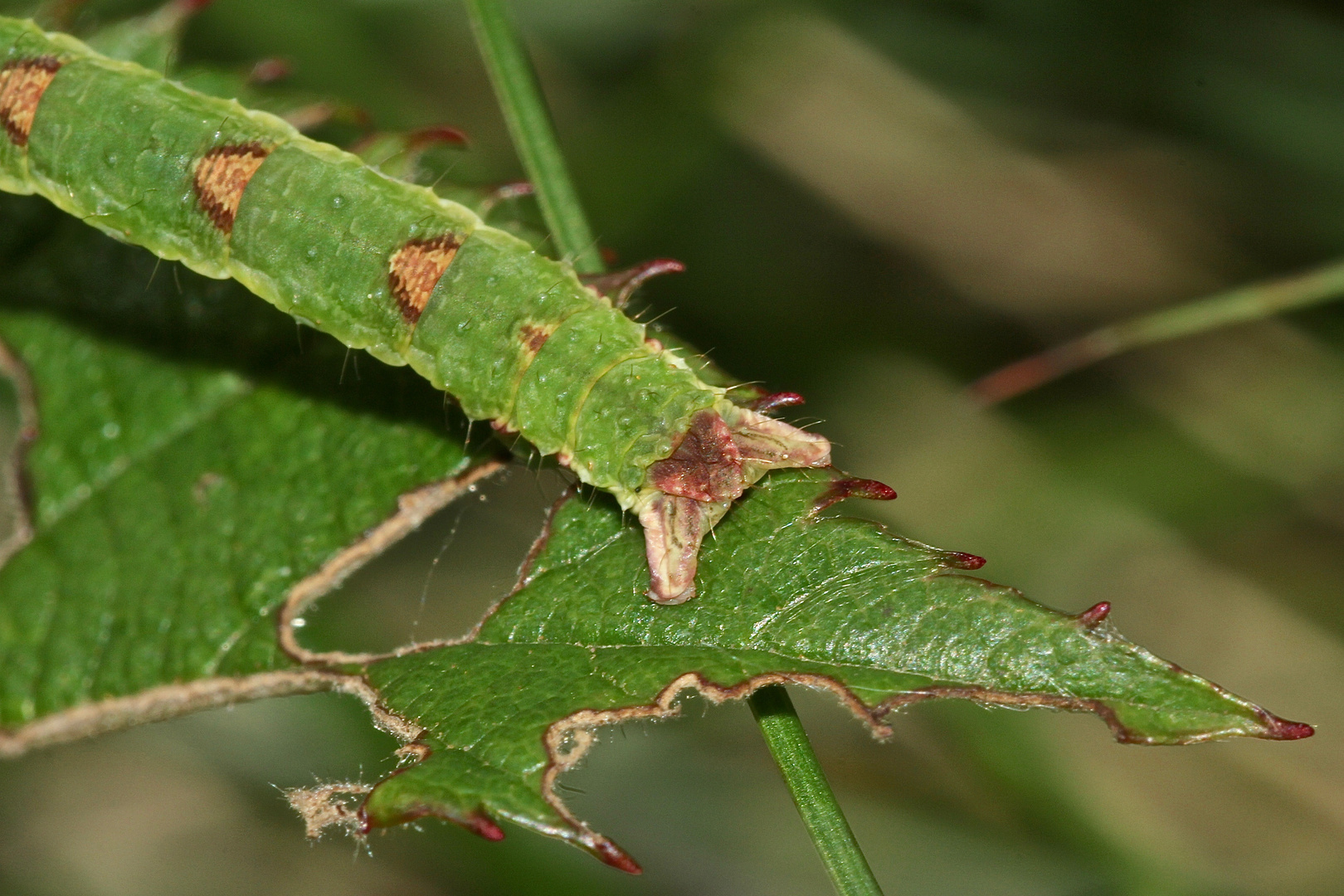 (6) Auch der Brombeer-Blattspanner (Mesoleuca albicillata) ...