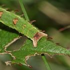 (6) Auch der Brombeer-Blattspanner (Mesoleuca albicillata) ...