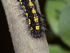 (6) Auch die Raupe des SCHÖNBÄRs (CALLIMORPHA DOMINULA) ...