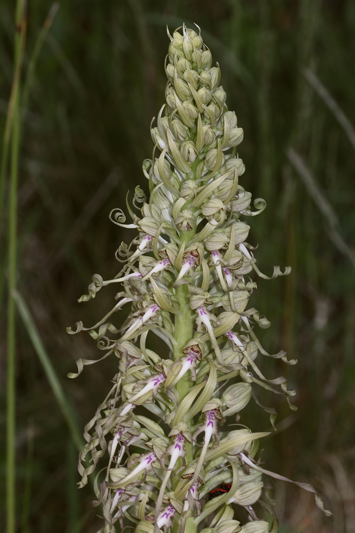 (6) Auflösung des letzten Wochenendrätsels: Die BOCKS-RIEMENZUNGE (HIMANTOGLOSSUM HIRCINUM))