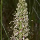 (6) Auflösung des letzten Wochenendrätsels: Die BOCKS-RIEMENZUNGE (HIMANTOGLOSSUM HIRCINUM))