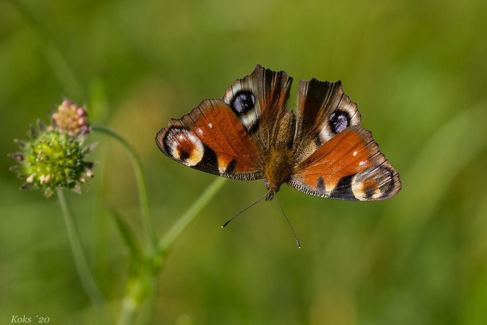 6 Augen