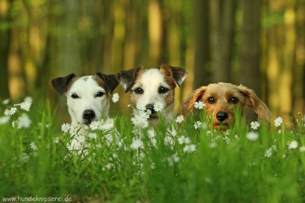 6 Augen aus dem Wald....