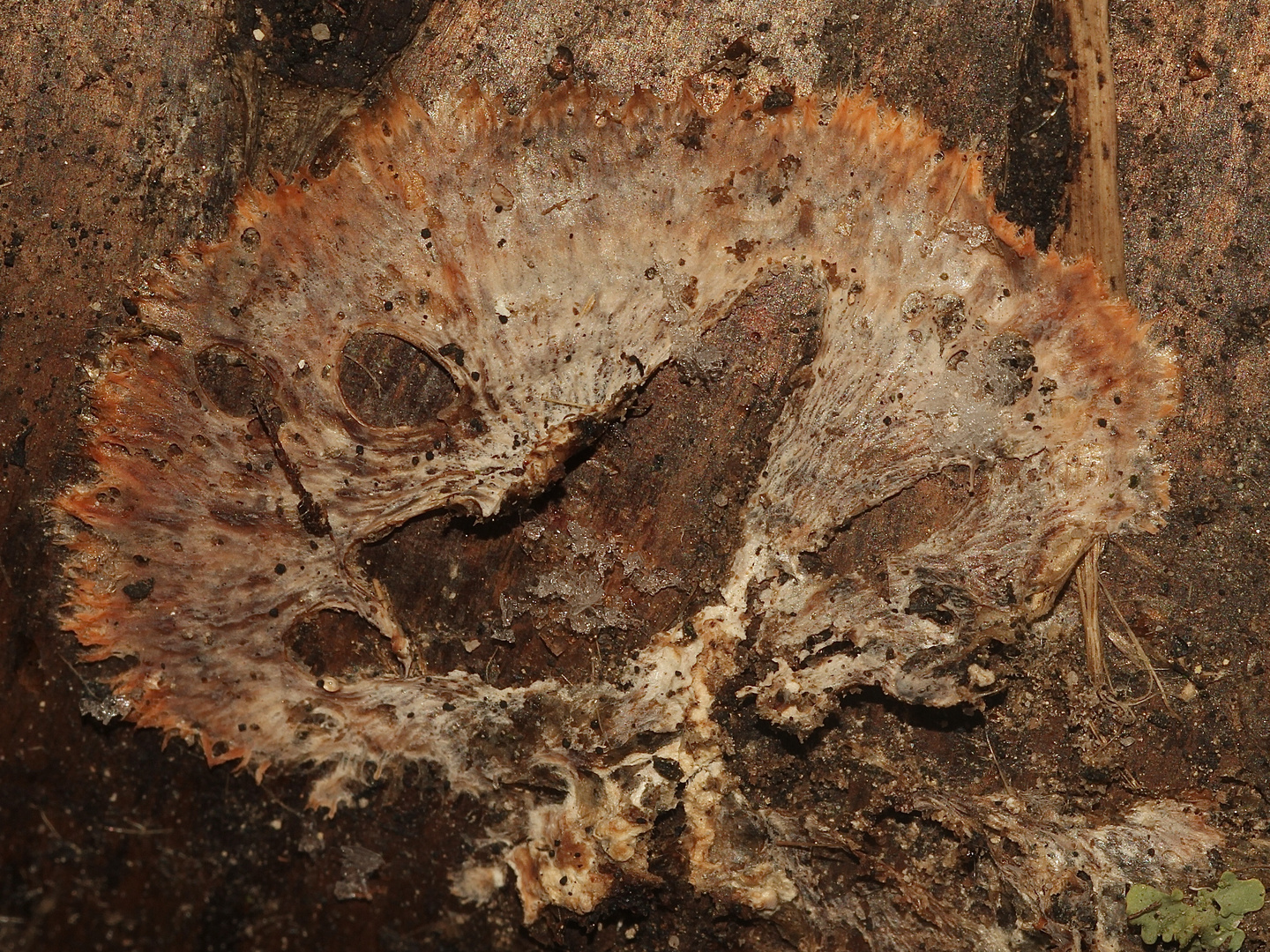 (6) BADHAMIA UTRICULARIS Foto & Bild | natur, totholz, holz Bilder auf