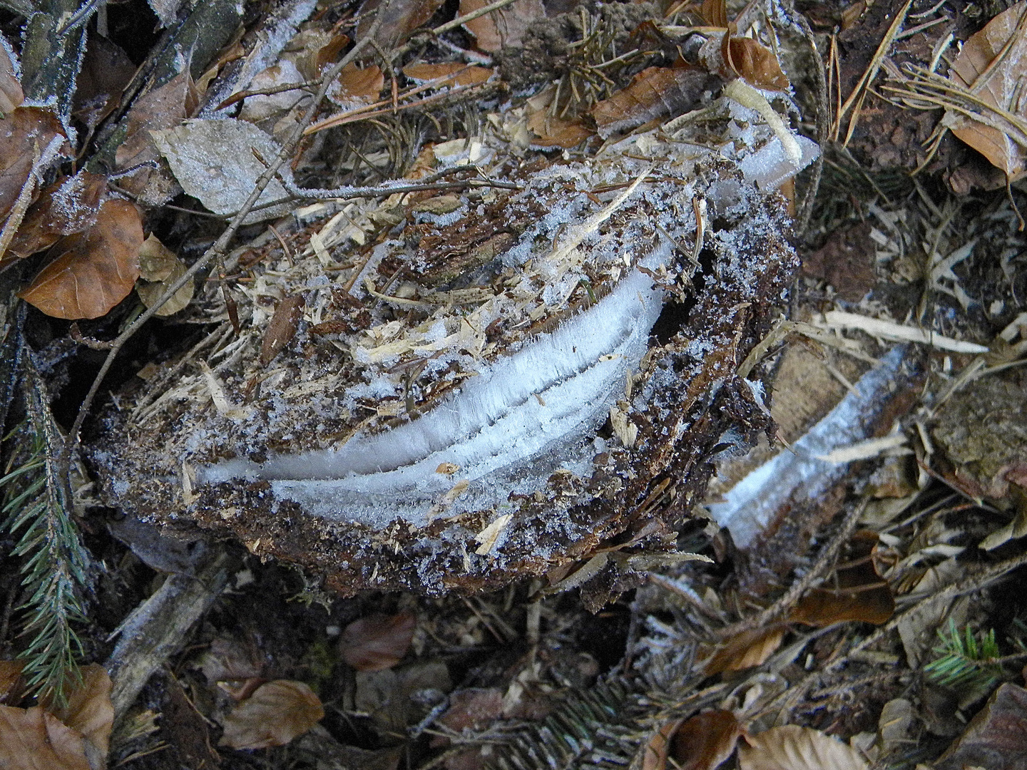 (6) Bandeis und andere rätselhafte Eisformen ...