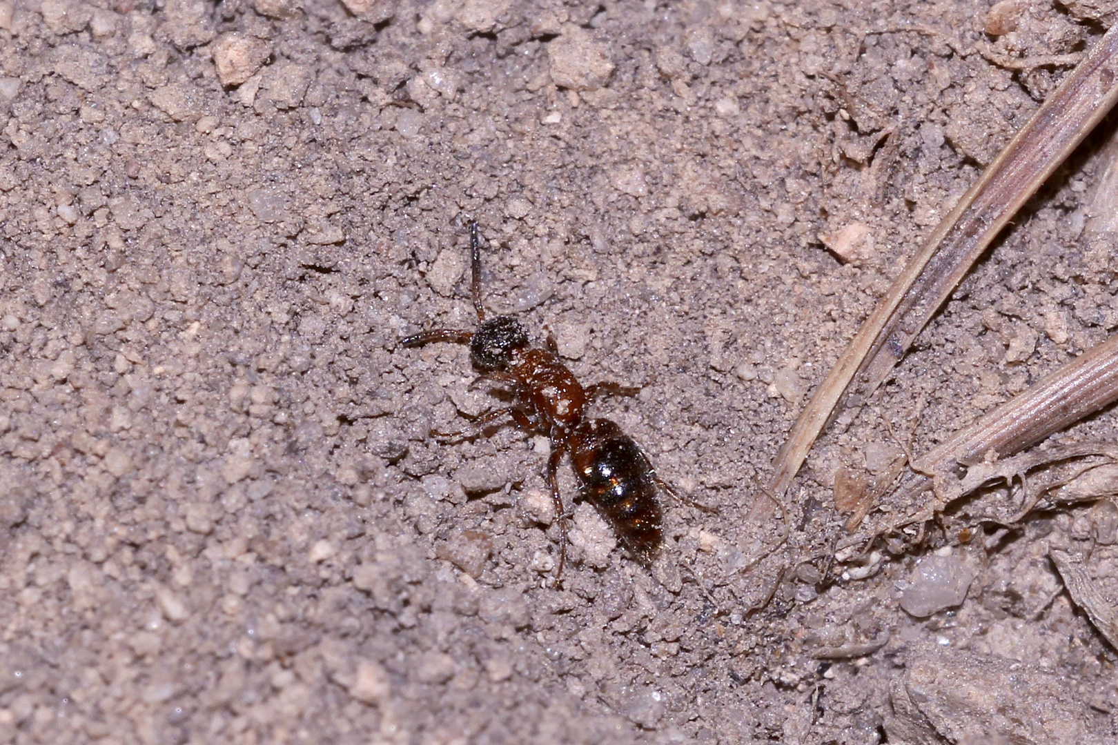 (6) "Beifang" aus der Wildbienenkolonie in Neukappl/Opf., Sommer 2019