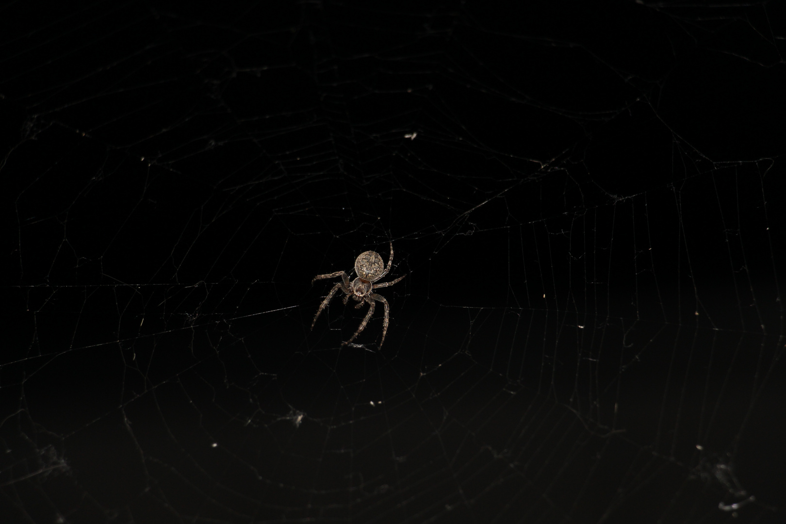 6 beinige-Spinne…. am Freitag den 13ten (Teil2)