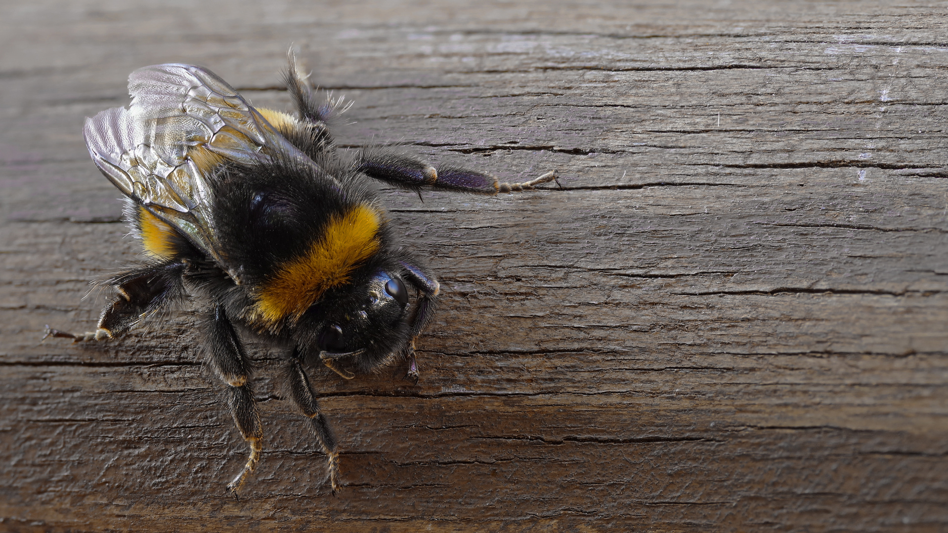 6beiniges Pelztier Foto & Bild tiere, wildlife, insekten Bilder auf