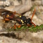 (6) BIENENKOLONIE 2021 - ein Krimi mal wieder! Dieses Bild mit Frage an Euch!