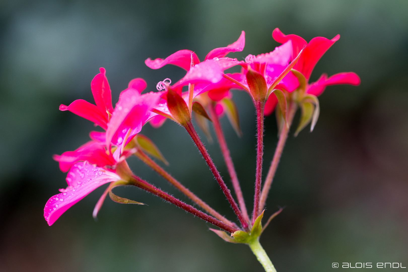 6 Blüten und ein Stiel