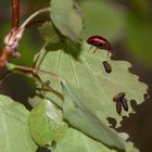 (6) Brutfürsorge beim Blattkäfer GONIOCTENA DECEMNOTATA ...