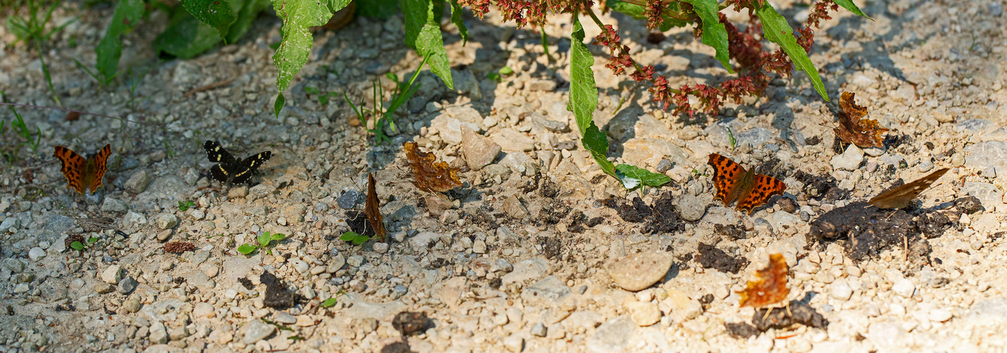 6 C-Falter, 1 kleines Landkärtchen (II.Gen.) + 1 kl. Schillerfalter