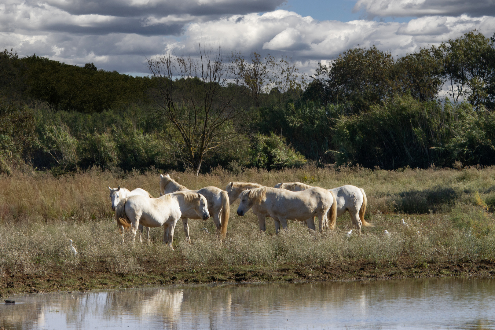 6 chevaux camarguais 