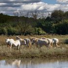 6 chevaux camarguais 