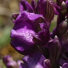 (6) Das KLEINE KNABENKRAUT (ANACAMPTIS MORIO) ...