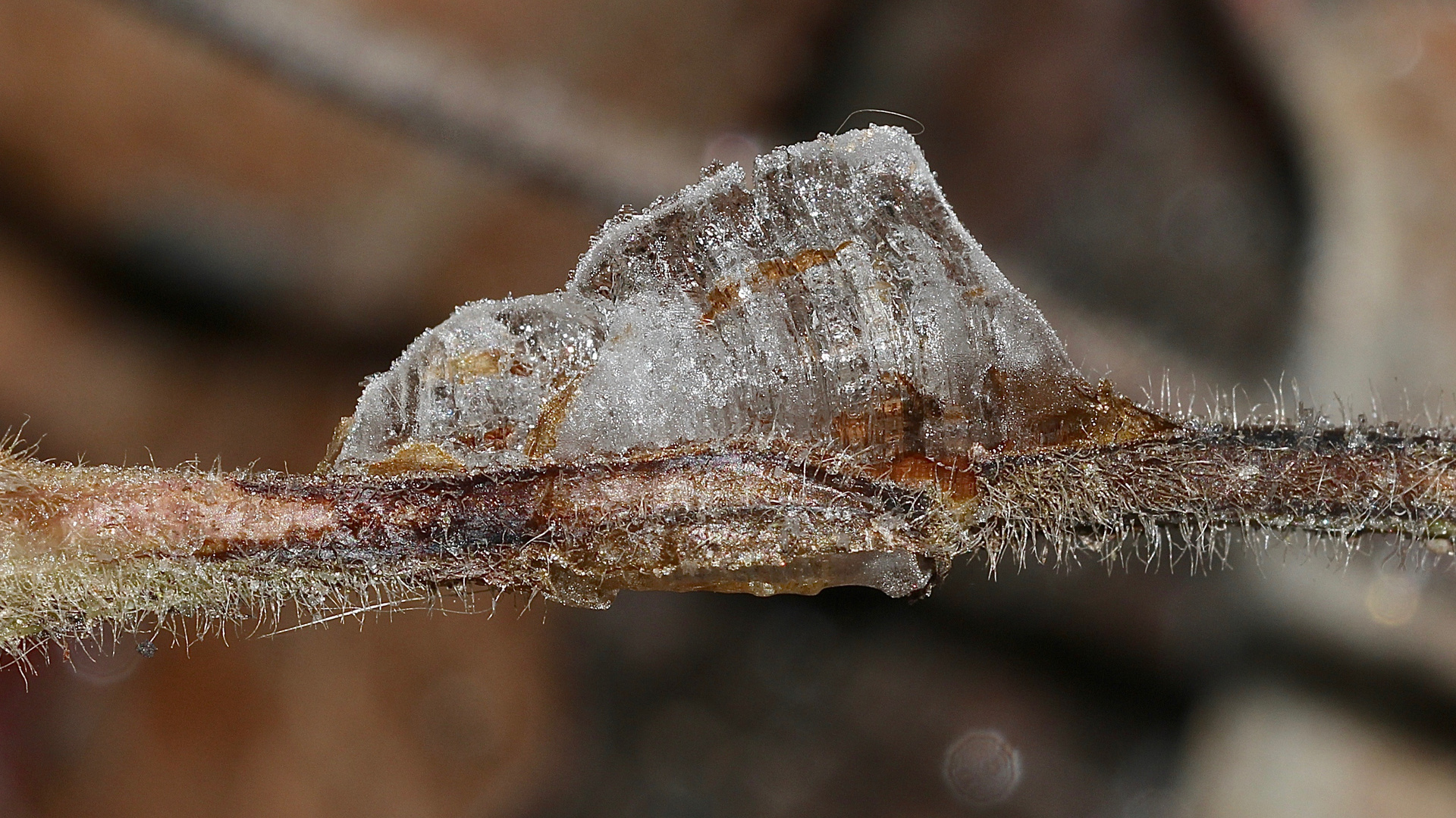 (6) Das seltene BANDEIS (ice ribbons, ein Basikryogen) im Garten !!!