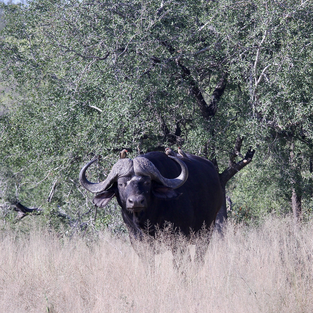 (6) Den Rotschnäbeligen = Rotschnabel-Madenhacker = Red-billed Oxpecker ...