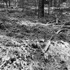 (6) Der erste richtige Schnee diesen Winter - ein wunderschöner Sonntagmorgen-Spaziergang