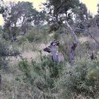 (6) Der Große Kudu (Strepsiceros strepsiceros, früher Tragelaphus strepsiceros strepsiceros) ...