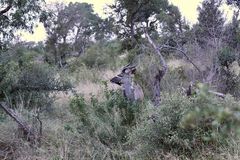 (6) Der Große Kudu (Strepsiceros strepsiceros, früher Tragelaphus strepsiceros strepsiceros) ...