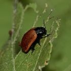 (6) DER GROSSE PAPPELBLATTKÄFER (CHRYSOMELA POPULI)