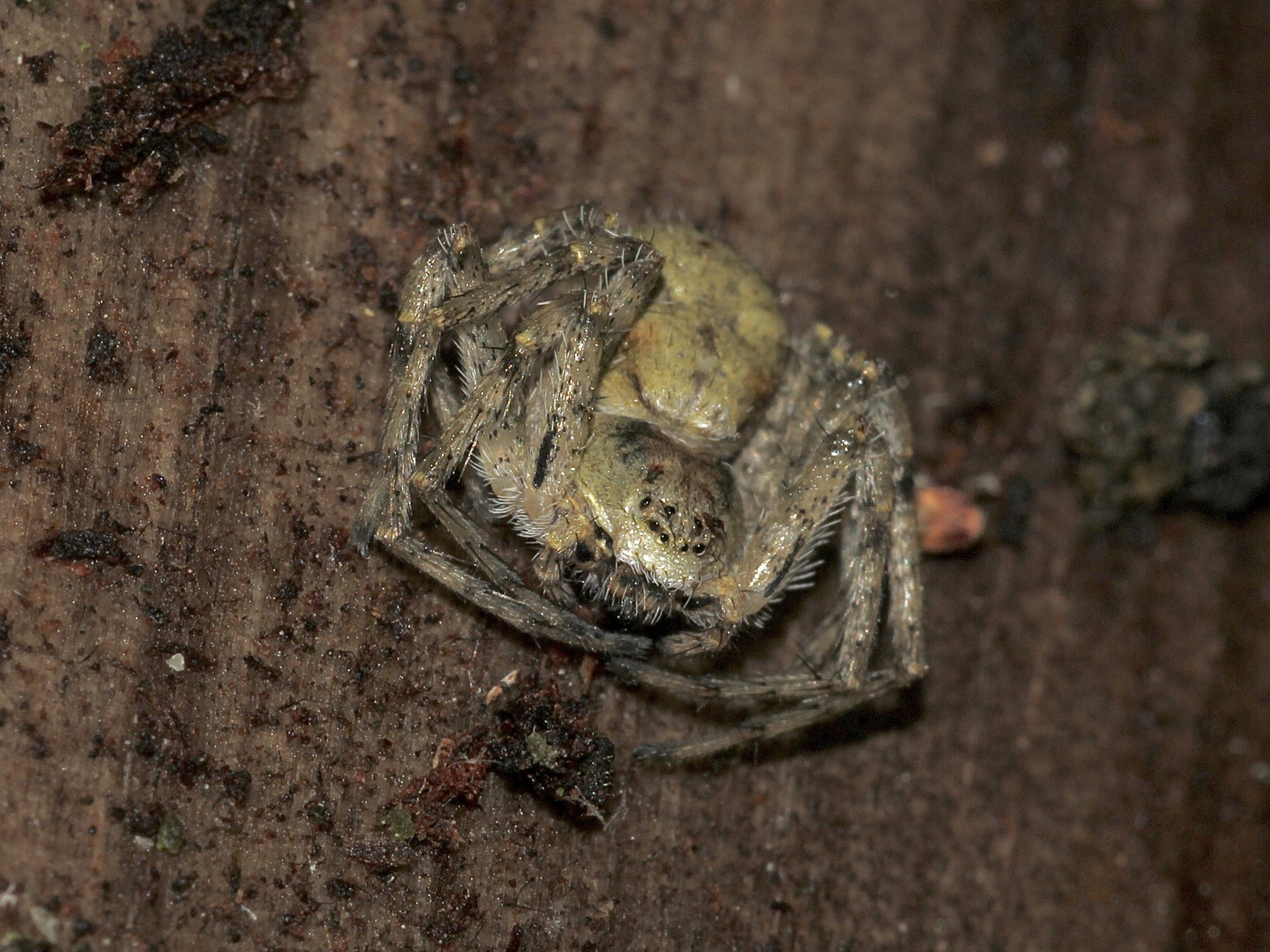 (6) Der Große Rinden-Flachstrecker (Philodromus margaritatus)